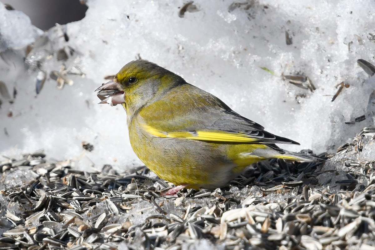 European Greenfinch - ML645498825