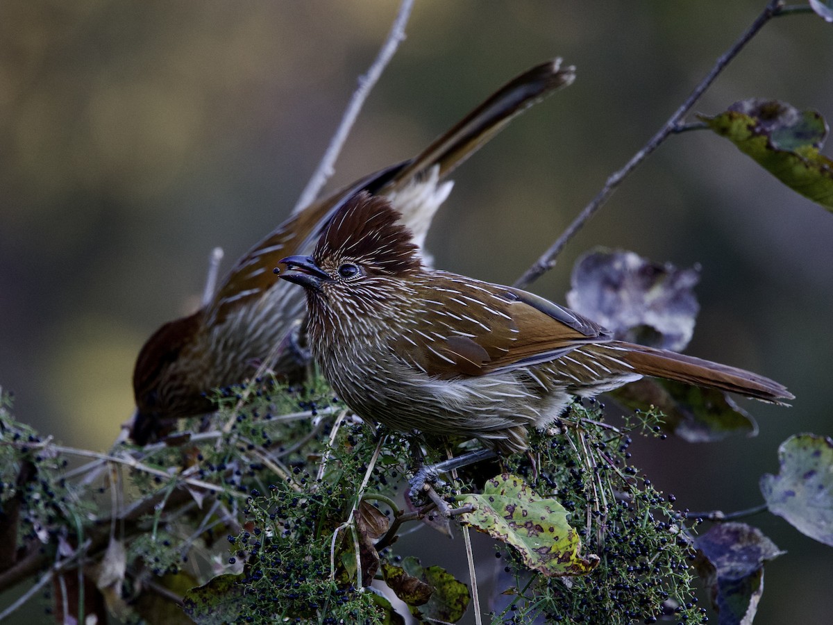 Striated Laughingthrush - ML645498829