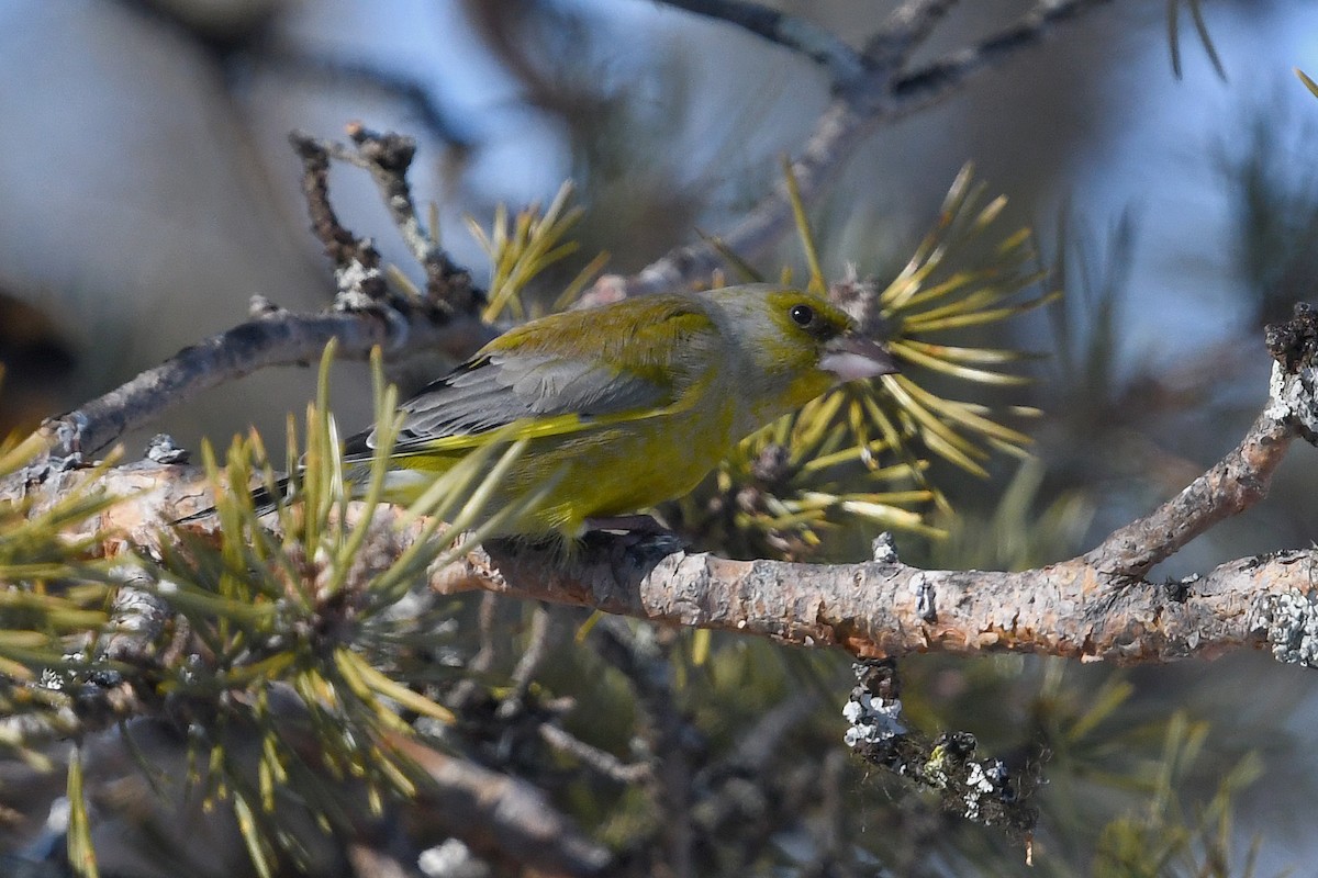 European Greenfinch - ML645498834