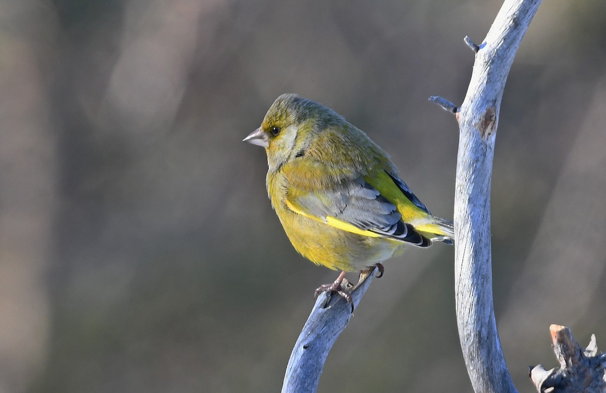 European Greenfinch - ML645498836