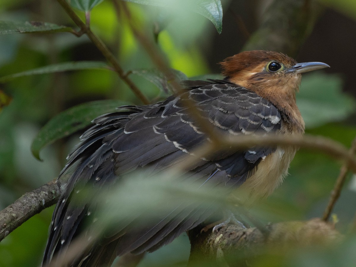 Pavonine Cuckoo - ML645498842