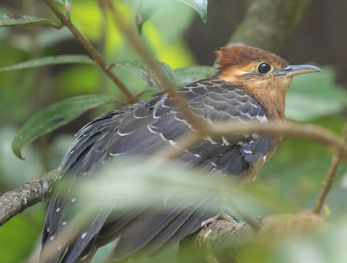 Pavonine Cuckoo - ML645498843