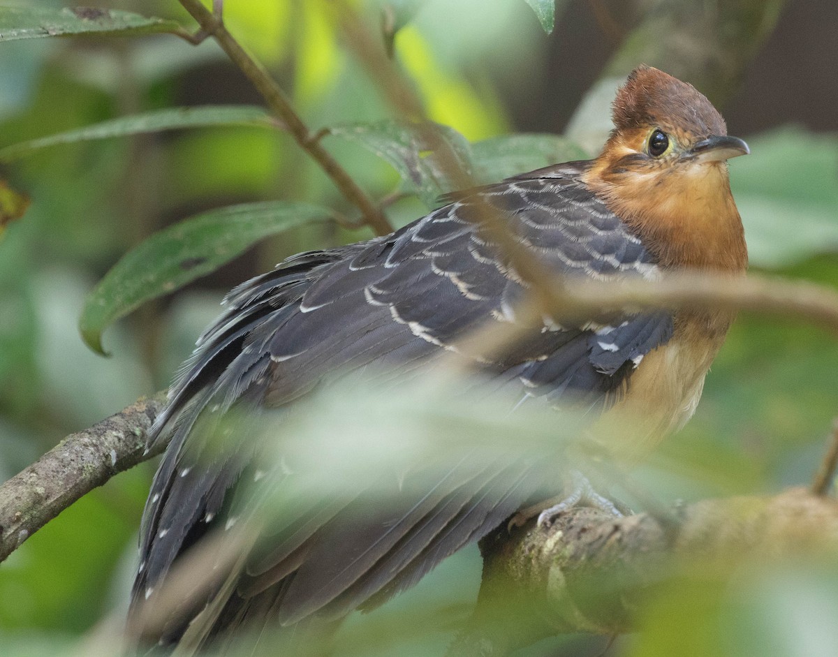 Pavonine Cuckoo - ML645498844