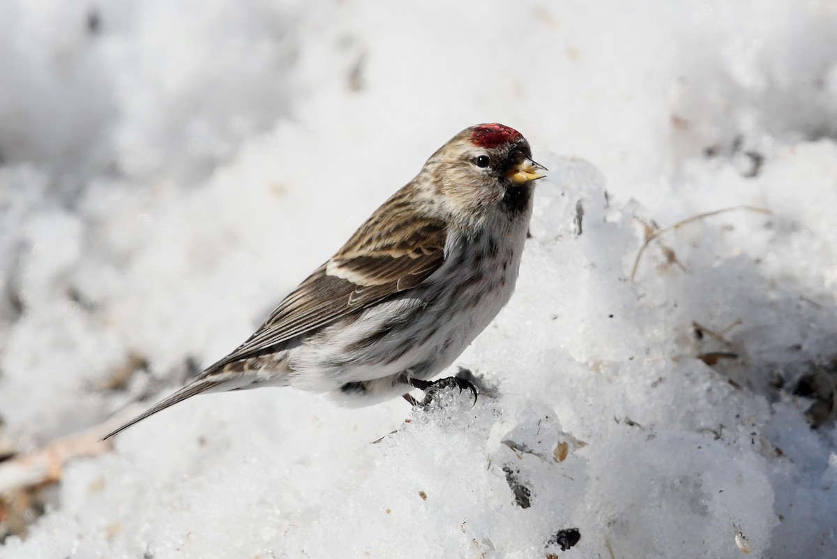 Redpoll (flammea) - ML645498845