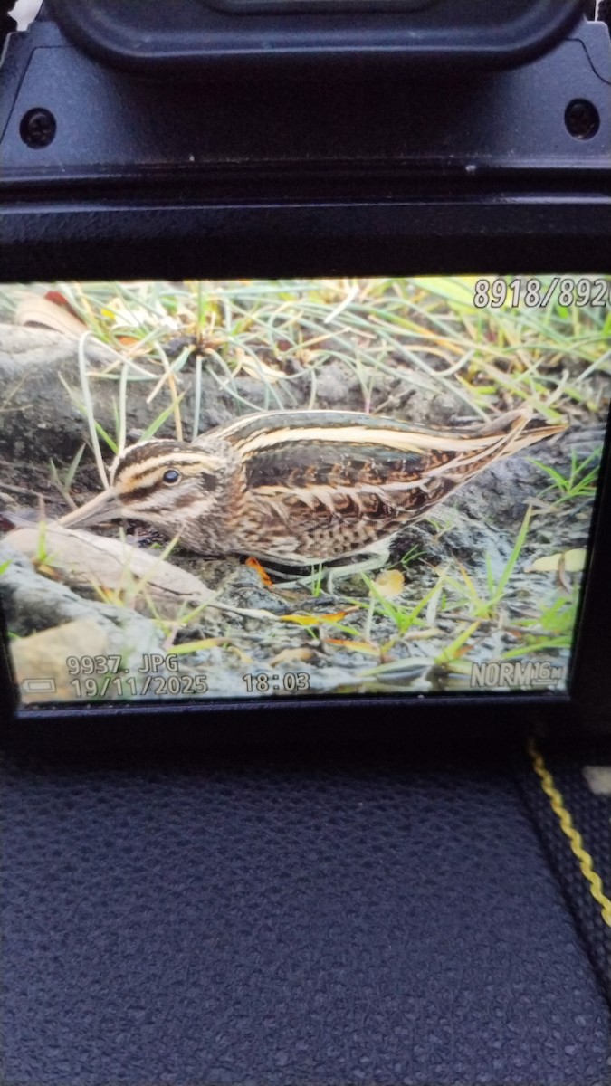 Jack Snipe - ML645498857