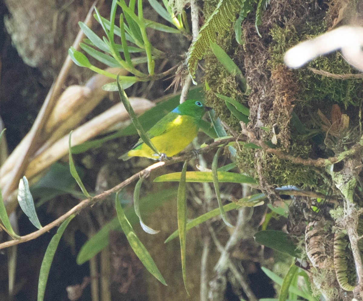 Blue-naped Chlorophonia - ML645498859