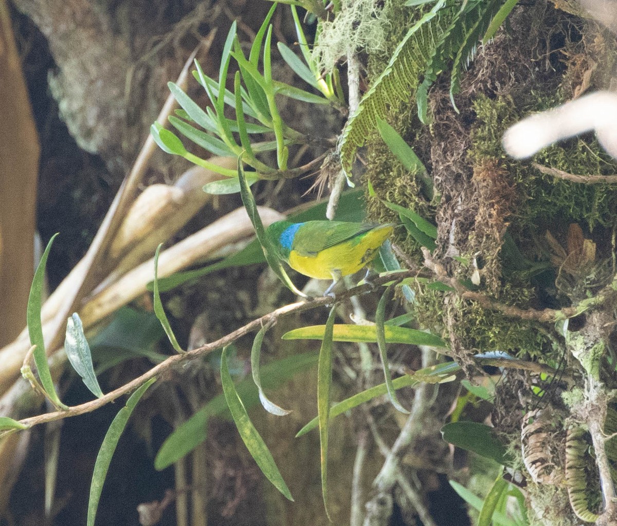 Blue-naped Chlorophonia - ML645498860