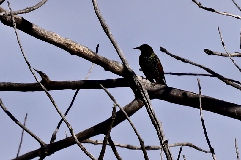 Шпак звичайний - ML645498890