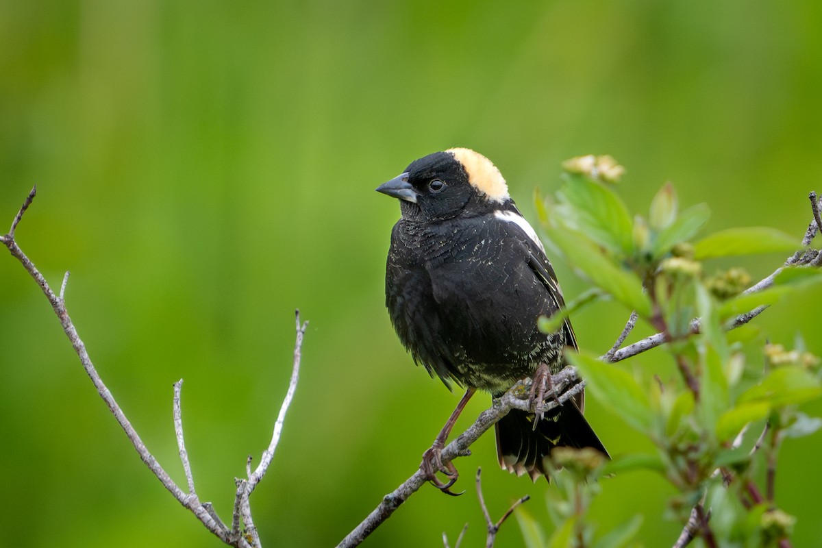 Bobolink - ML645498901
