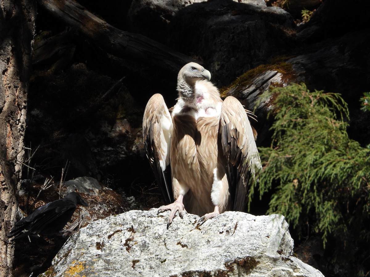 נשר הימלאיה - ML645498909