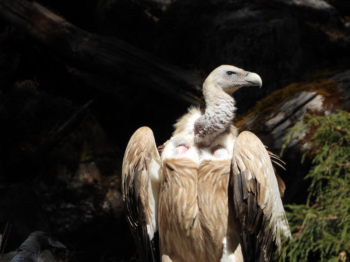 נשר הימלאיה - ML645498910