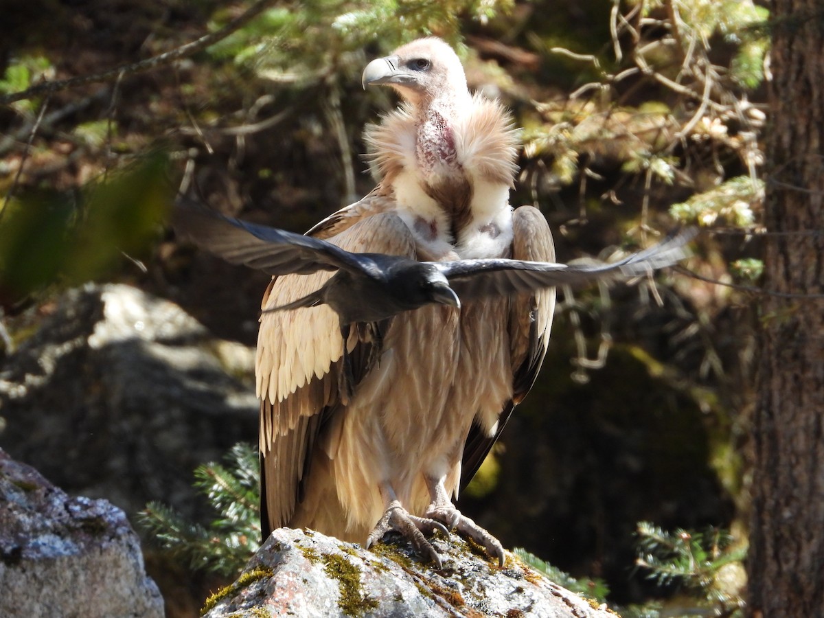 נשר הימלאיה - ML645498911