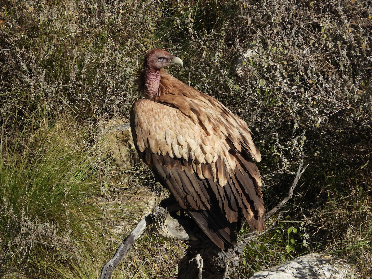 נשר הימלאיה - ML645498912
