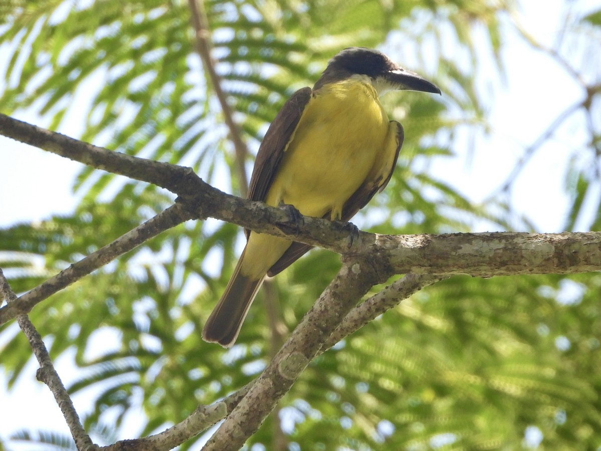 Boat-billed Flycatcher - ML645498913