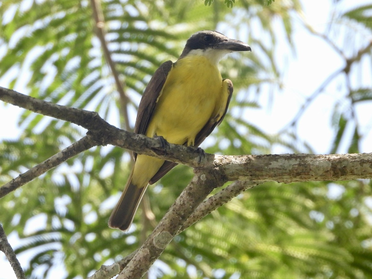 Boat-billed Flycatcher - ML645498914