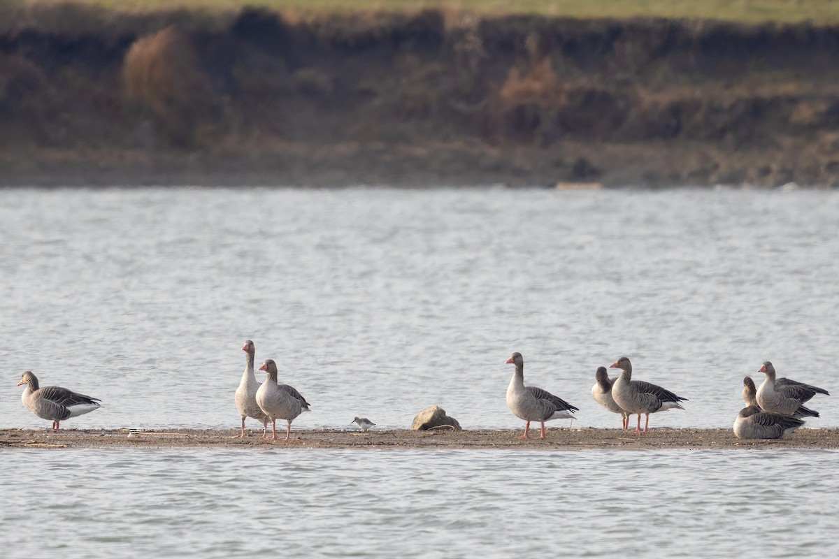 Чернозобик - ML645498916