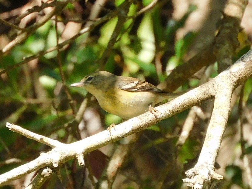 Pine Warbler - ML645498935