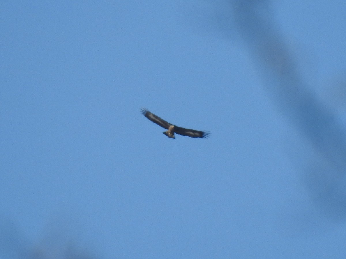 Golden Eagle - ML645498961