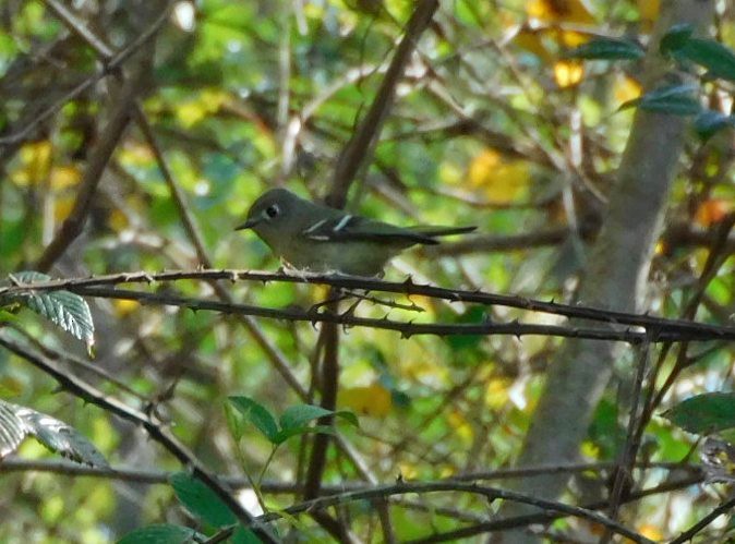 Ruby-crowned Kinglet - ML645498964