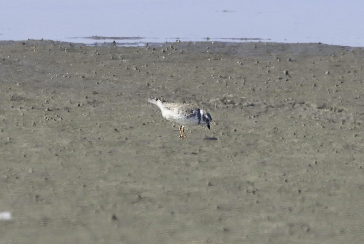 Flötenregenpfeifer - ML645498973