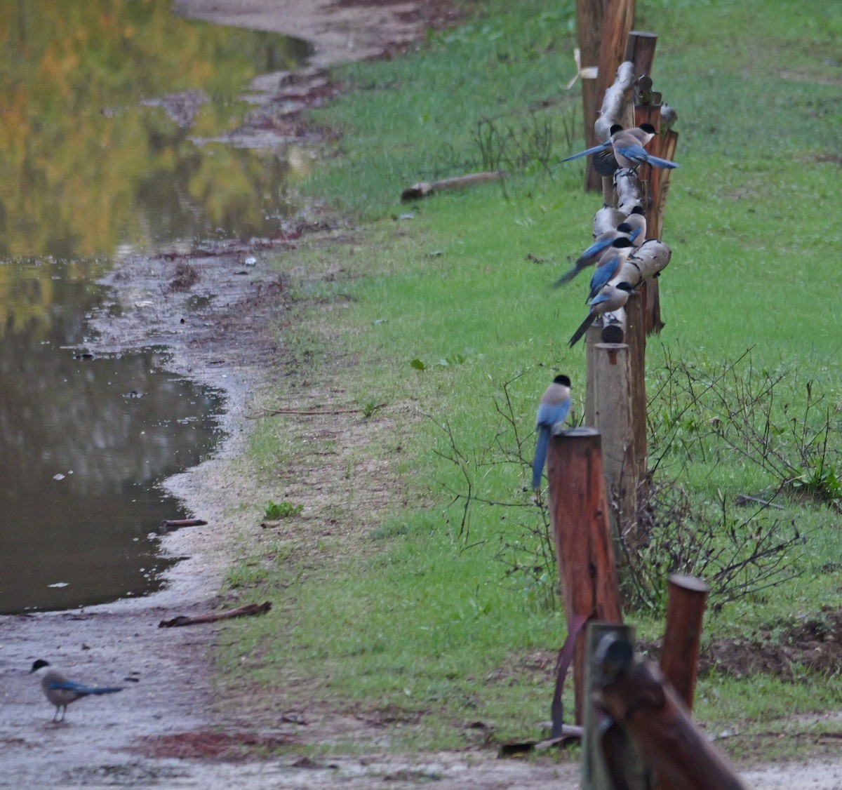 イベリアオナガ - ML645498974