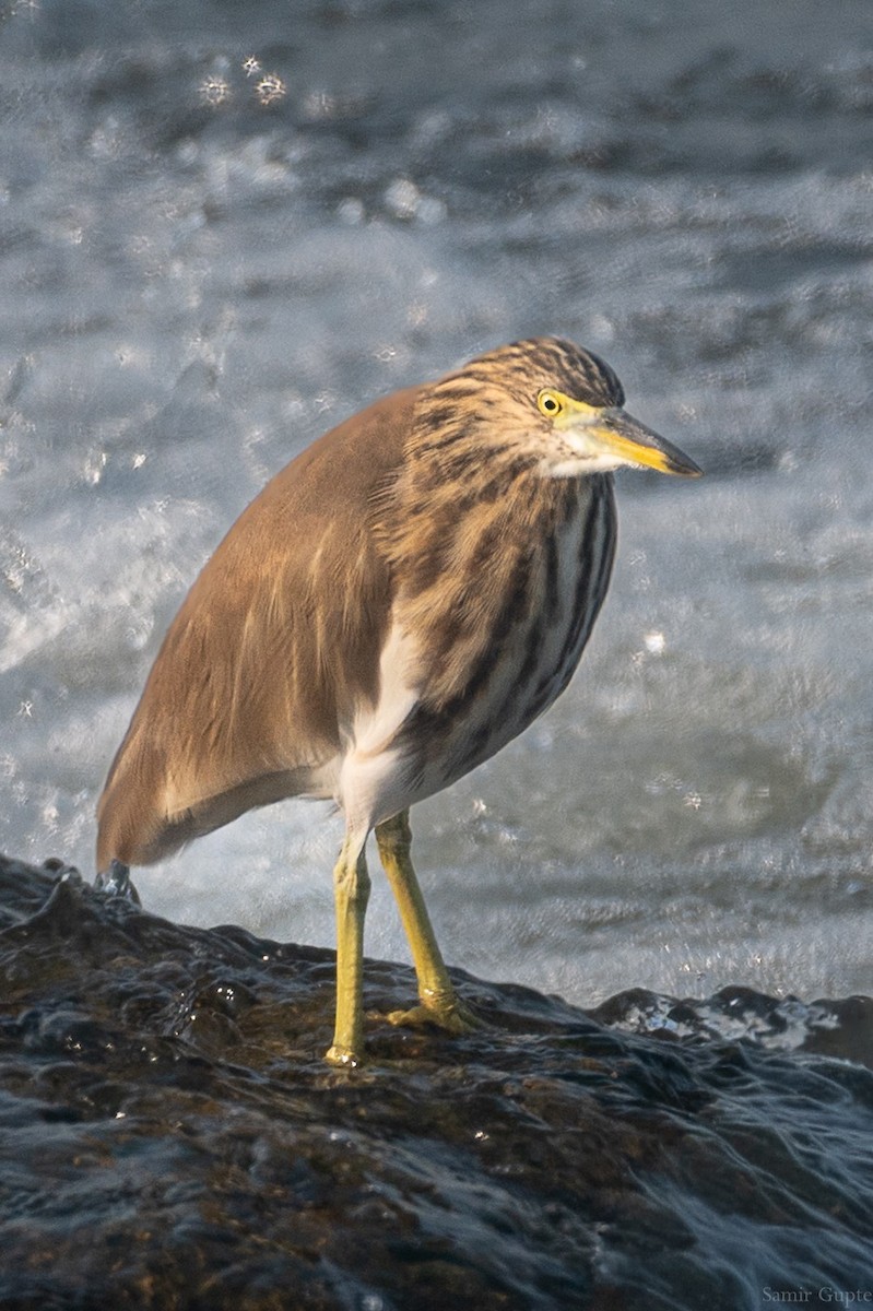 Indian Pond-Heron - ML645498975