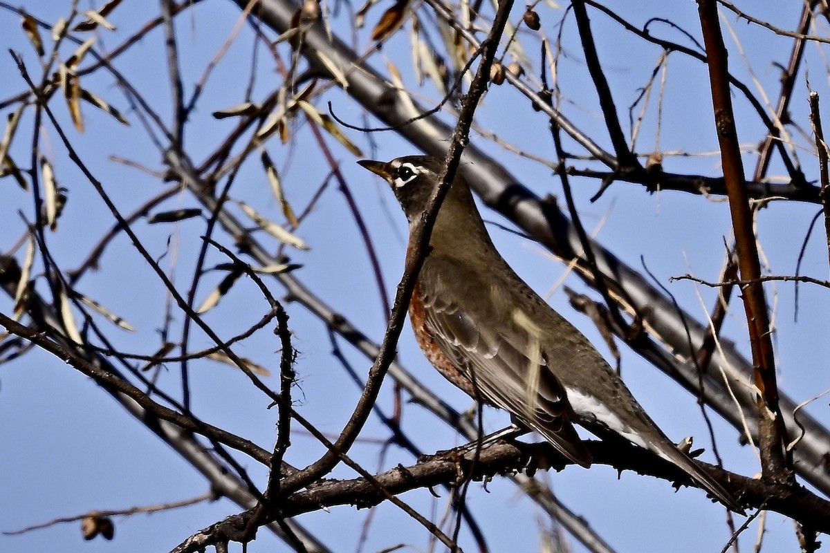 American Robin - ML645498978
