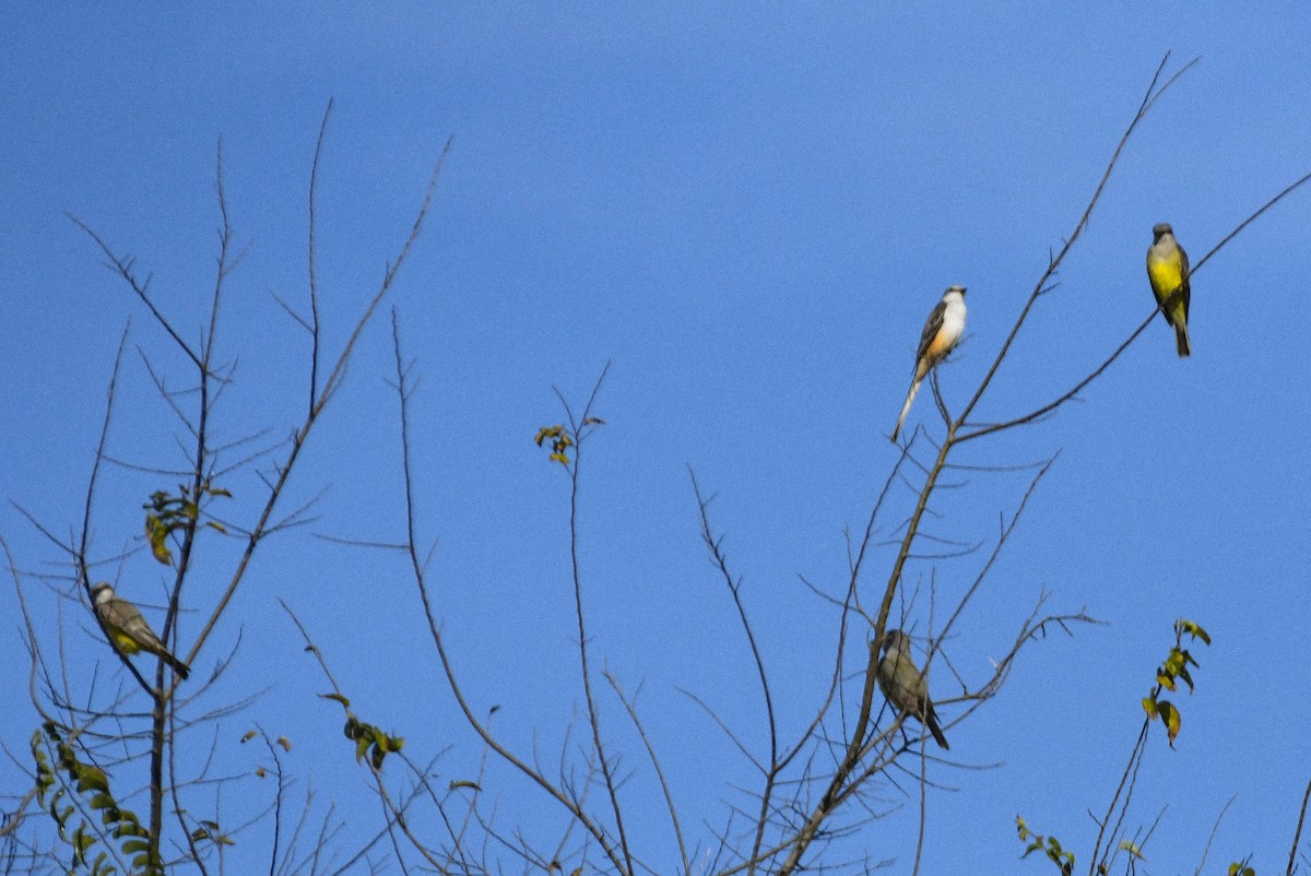 Western Kingbird - ML645498983