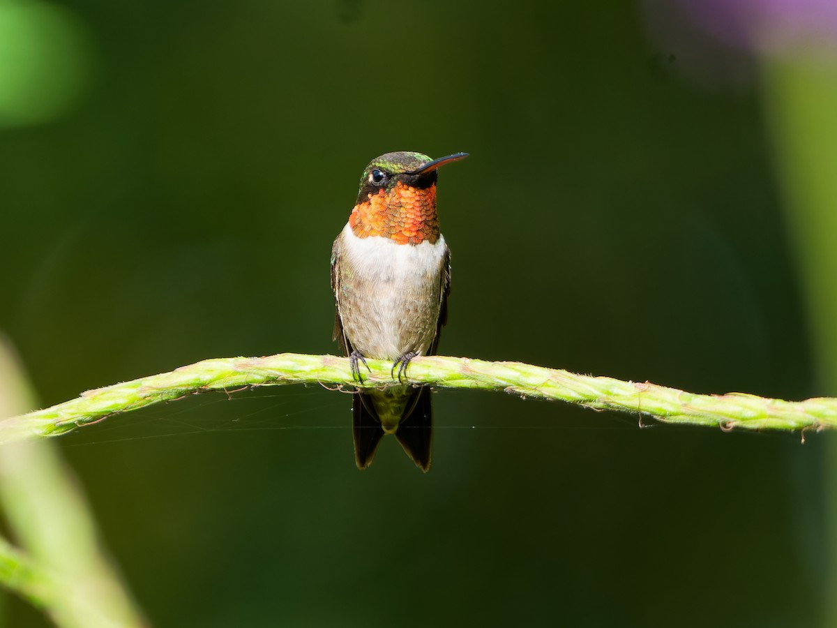 Ruby-throated Hummingbird - ML645498994