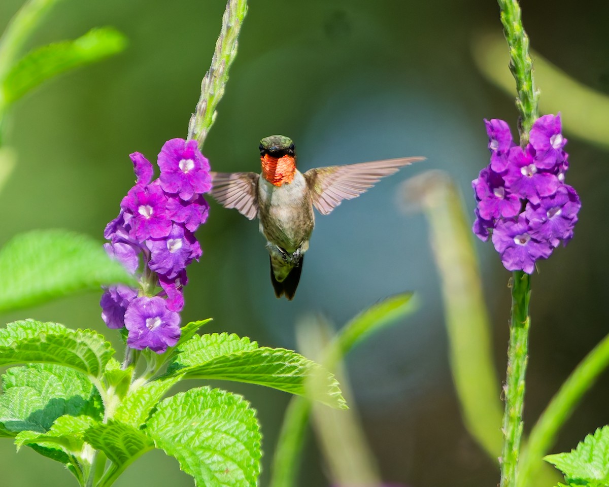 Ruby-throated Hummingbird - ML645498995