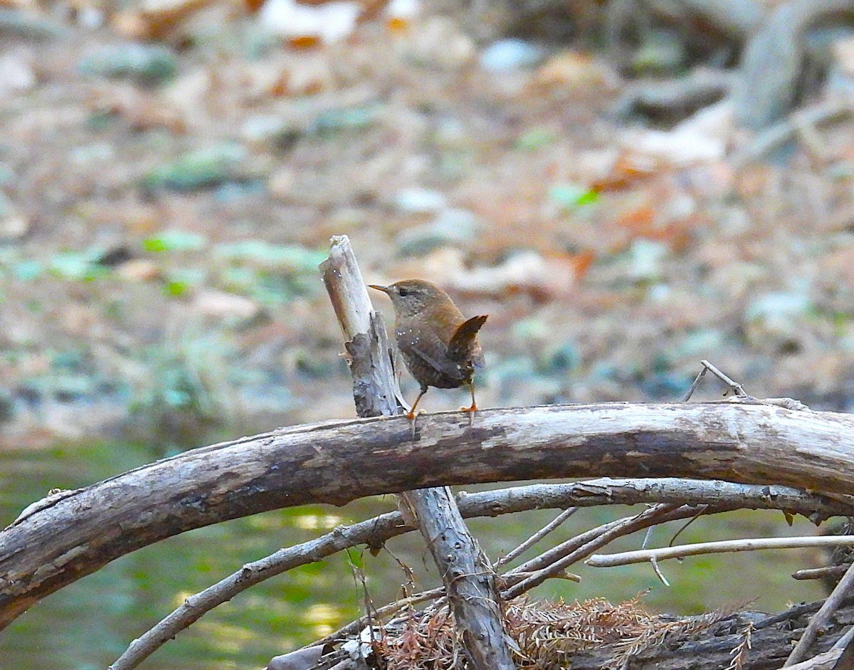 Winter Wren - ML645499001