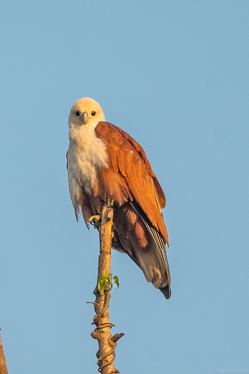 Brahminy Kite - ML645499002
