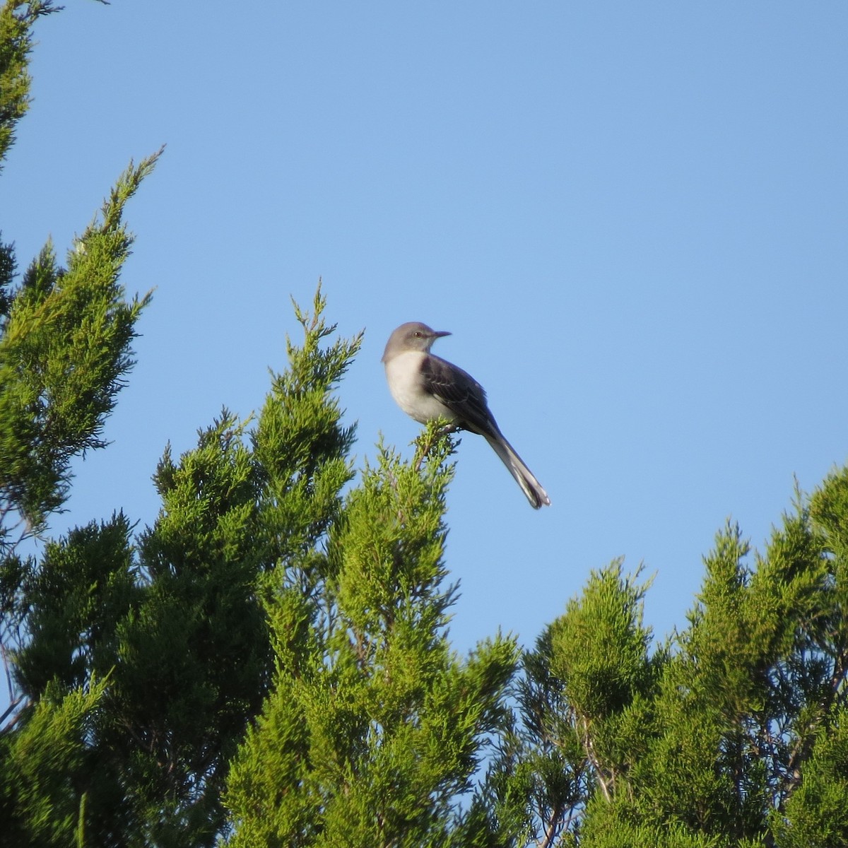 Northern Mockingbird - ML645499003