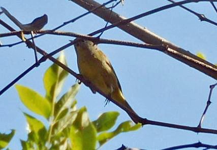 Orange-crowned Warbler - ML645499005