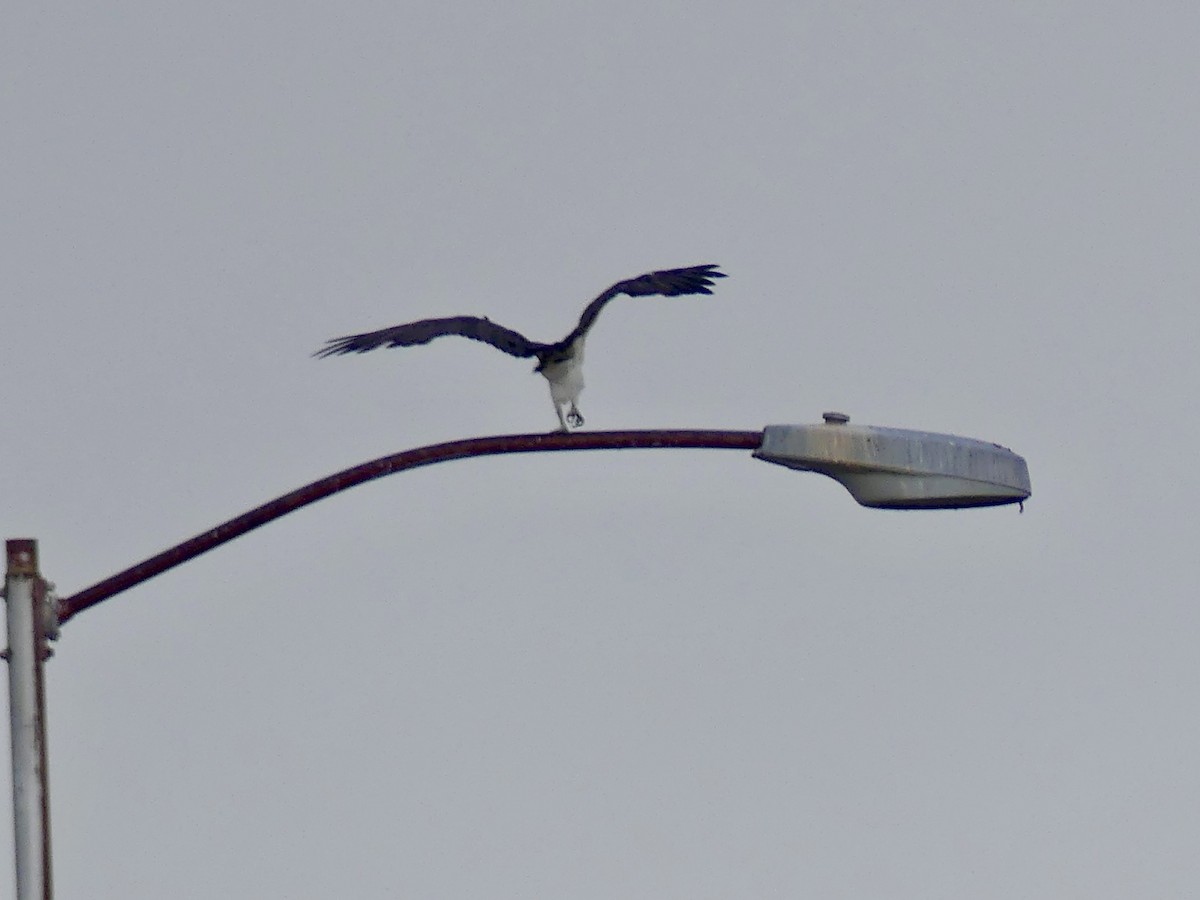 Osprey - ML645499006