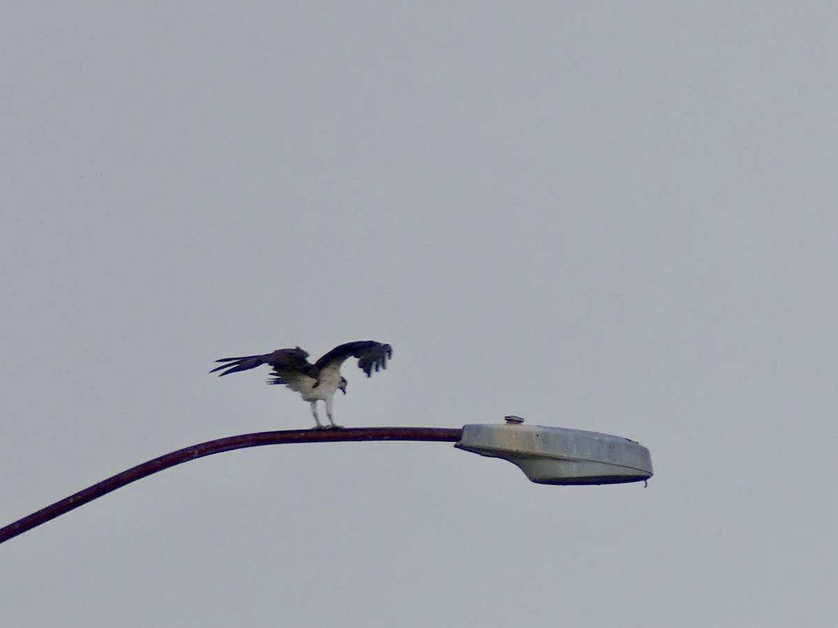 Osprey - ML645499007