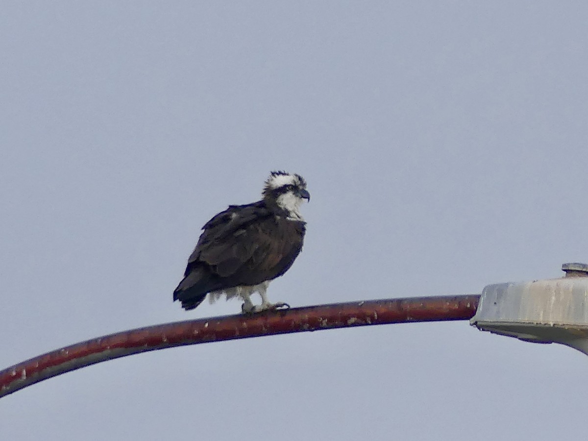 Osprey - ML645499008