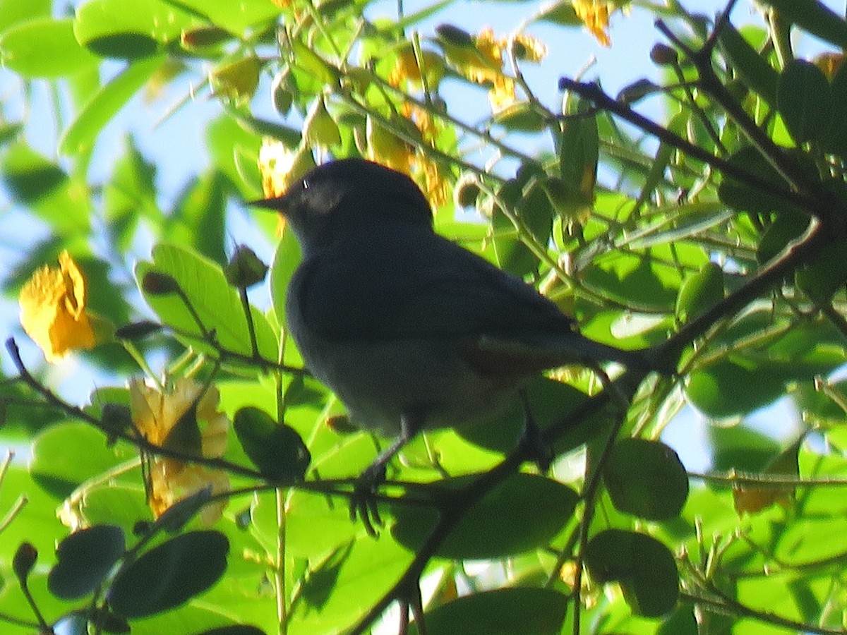 Chestnut-vented Conebill - ML645499010