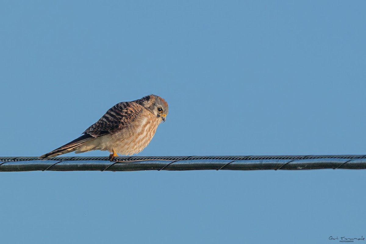 American Kestrel - ML645499011