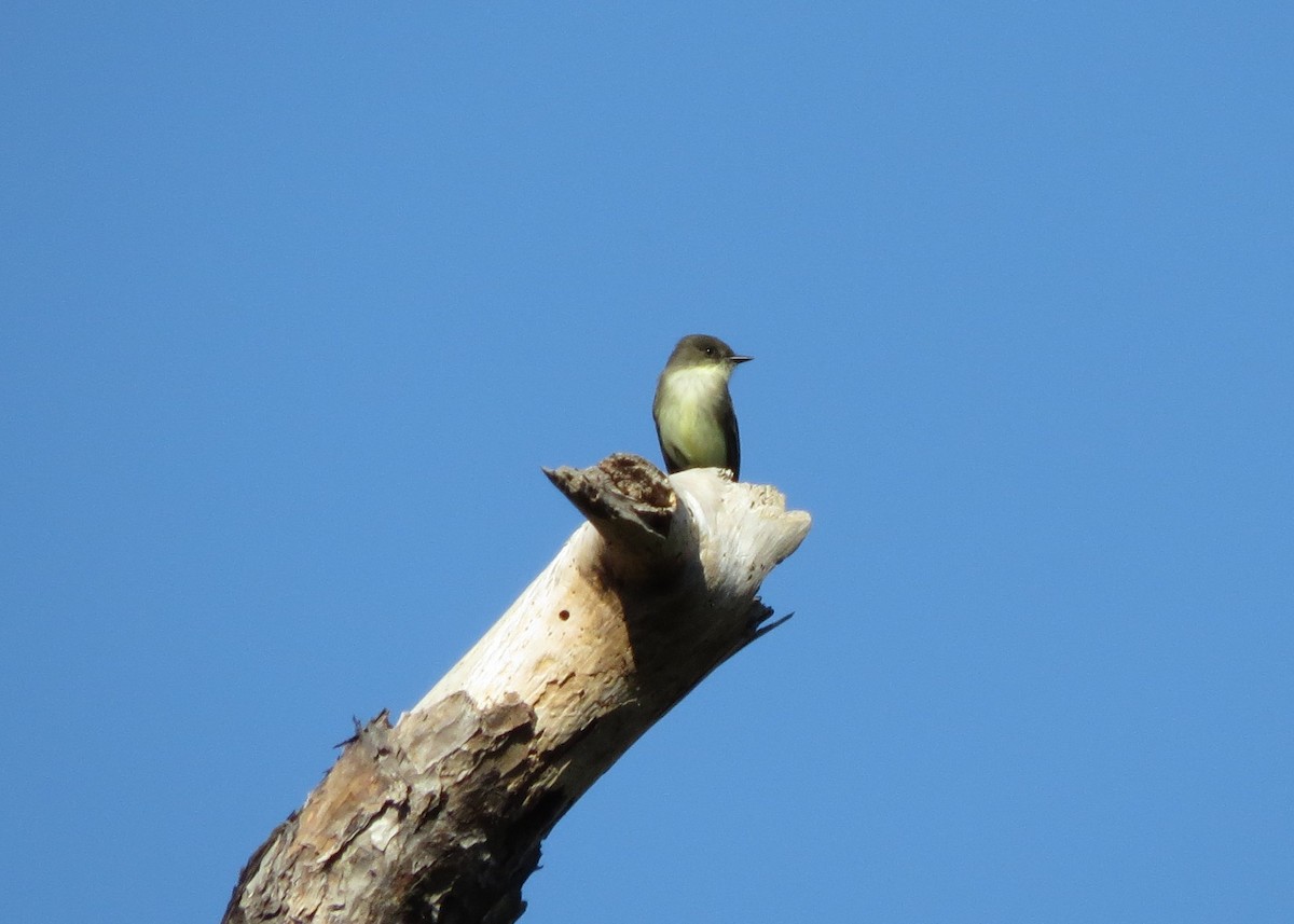 Eastern Phoebe - ML645499015