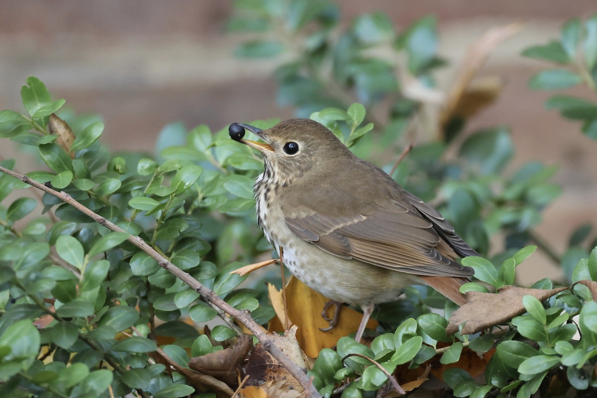 Hermit Thrush - ML645499016