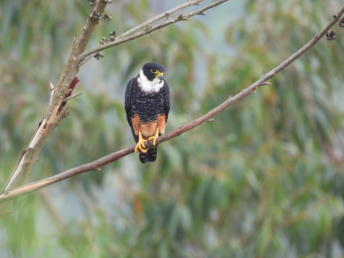 Bat Falcon - ML645499017