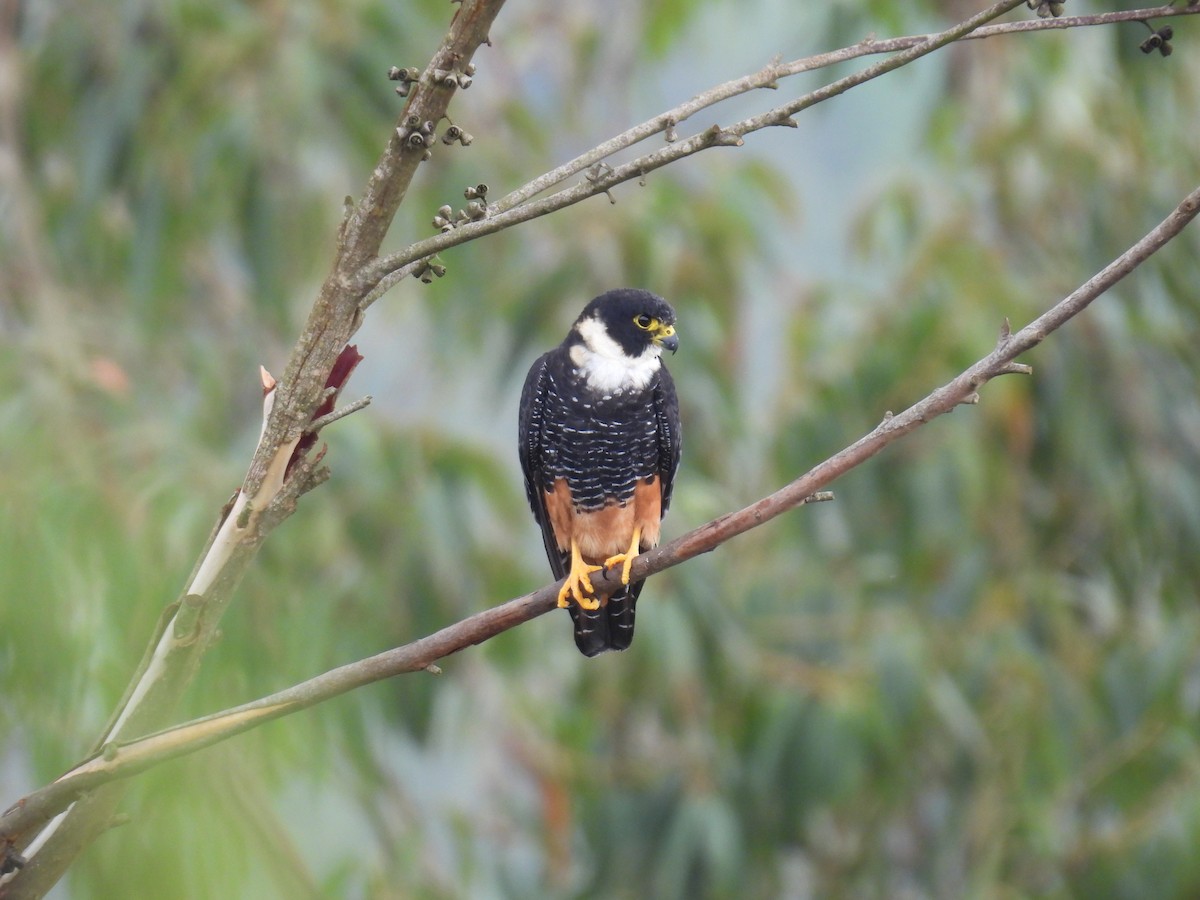 Bat Falcon - ML645499018