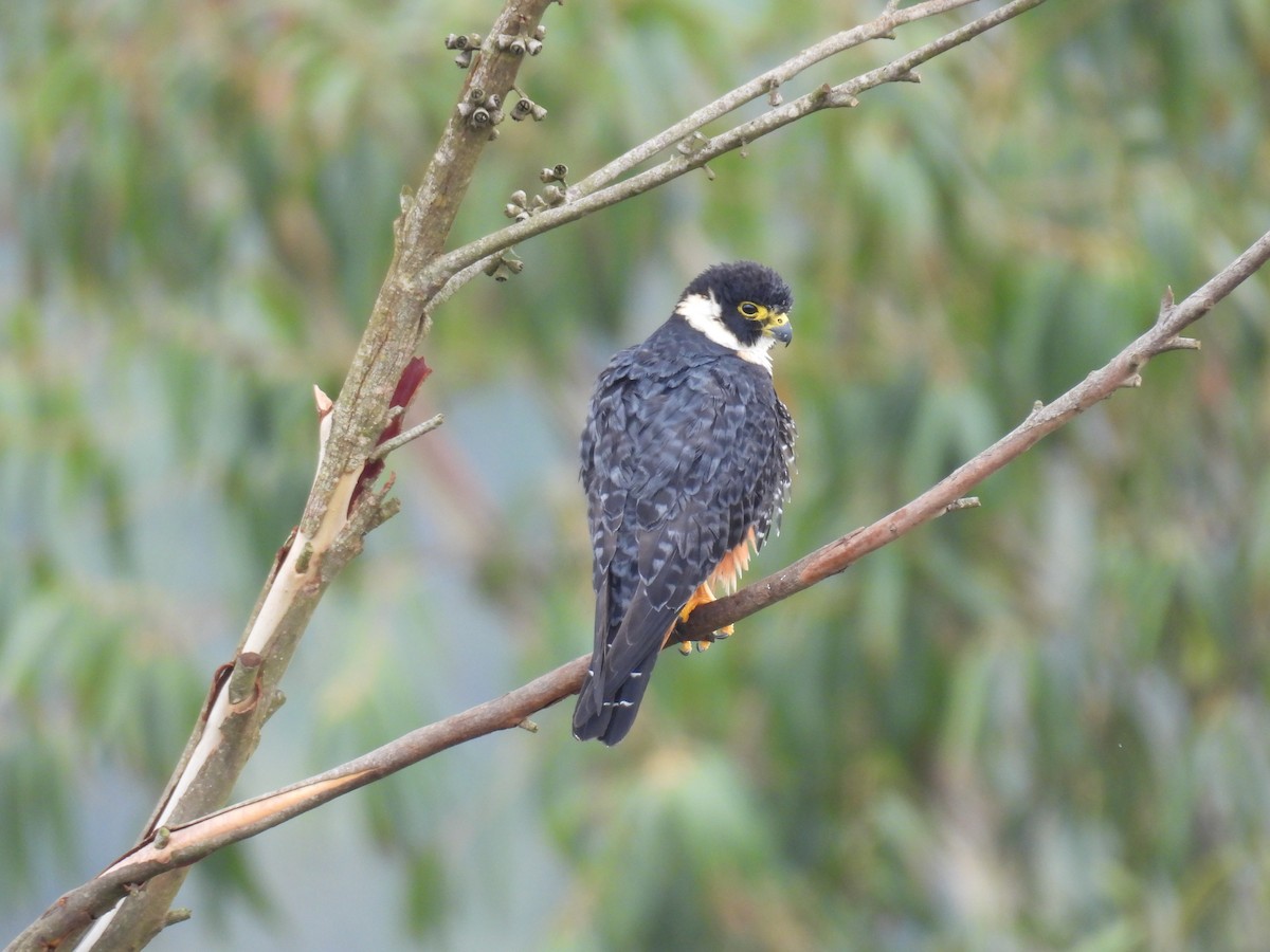 Bat Falcon - ML645499019