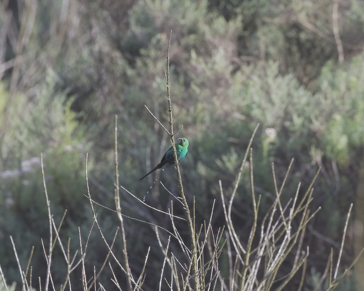 Red-tufted Sunbird - ML645499020