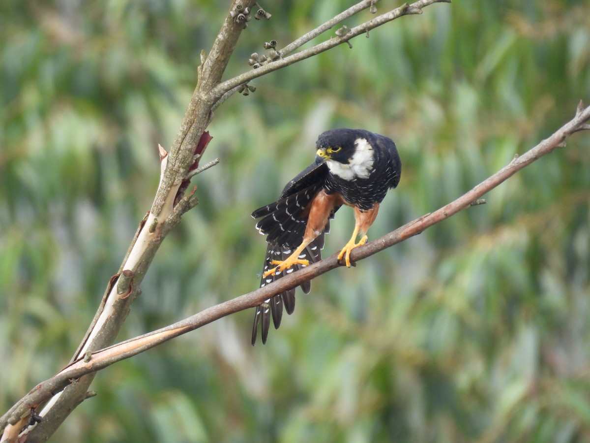 Bat Falcon - ML645499023