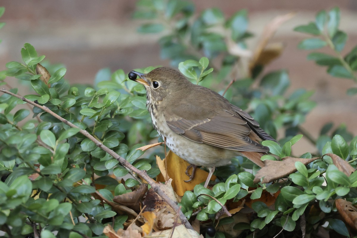 Hermit Thrush - ML645499024