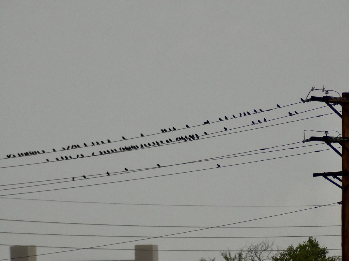 bird sp. - ML645499031