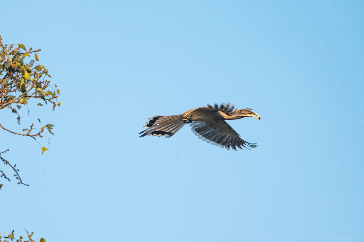 Indian Gray Hornbill - ML645499037