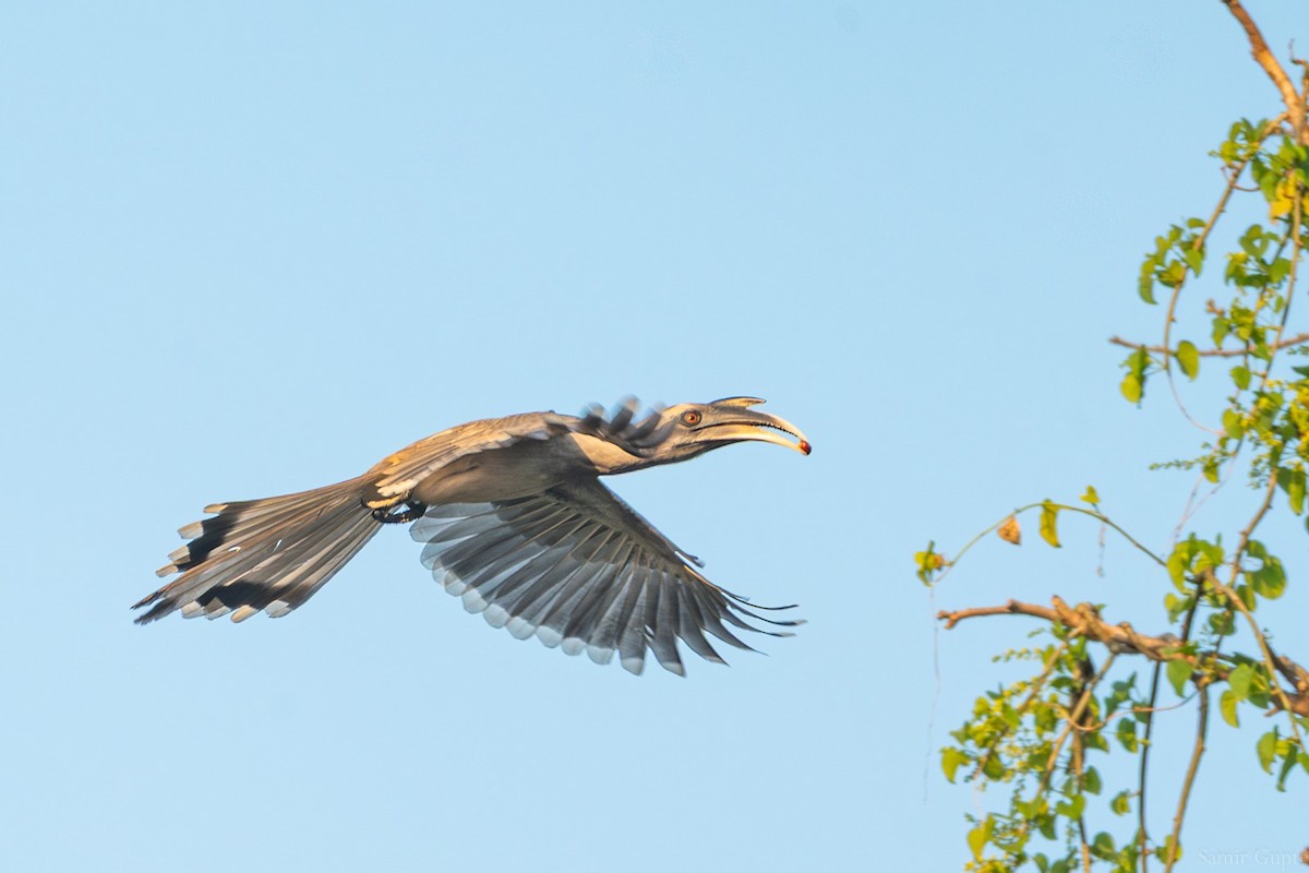 Indian Gray Hornbill - ML645499038